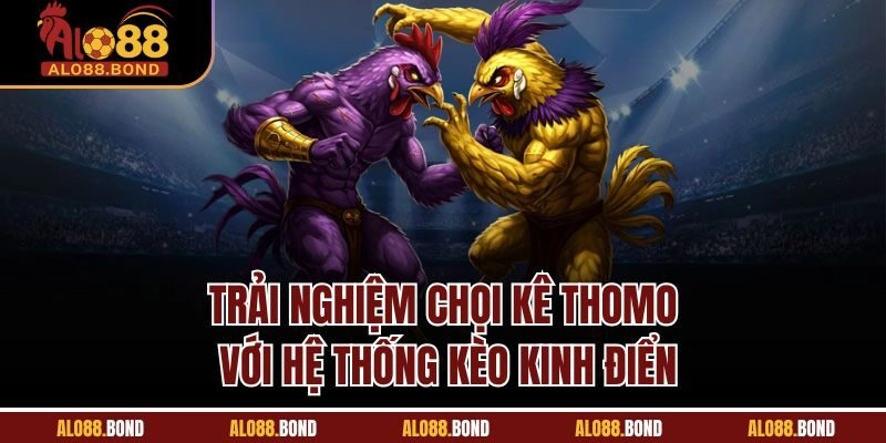 Trải nghiệm chọi kê Thomo với hệ thống kèo kinh điển